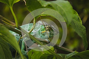 L'Endormi ou camÃÂ©lÃÂ©on, Ile de La RÃÂ©union photo